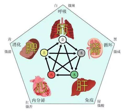 心属火|中医学基础